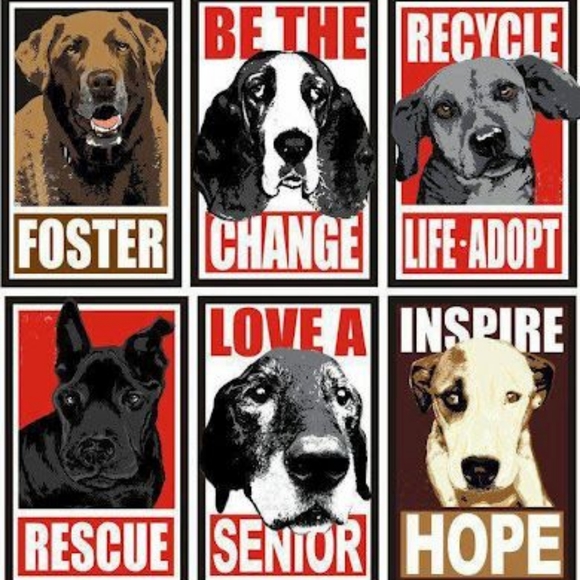 Meet your Animal Rescue Posher, Tammy - Picture 2 of 10